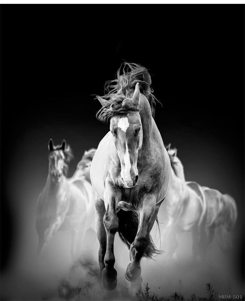 Tranh ngựa - đen trắng