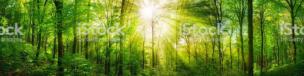 Ánh sáng xen qua kẽ lá