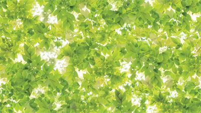 Giấy dán tường lá cây màu xanh 87036-1