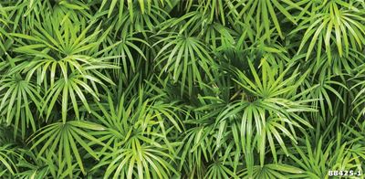 Giấy dán tường lá cây nhiệt đới 88425-1