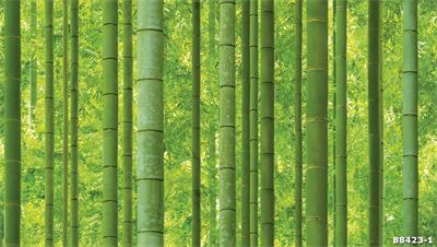 Giấy dán tường tre xanh 88423-1