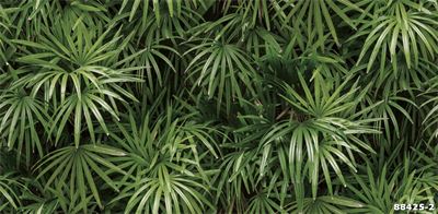 Giấy dán tường lá cây nhiệt đới 88425-2