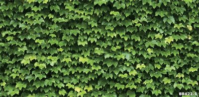 Giấy dán tường lá cây nhiệt đới 88422-1