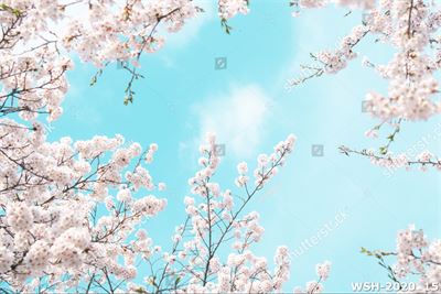 Dán trần trời xanh và hoa WSH-2020_15