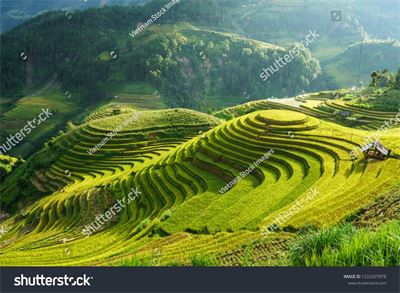 Ruộng bậc thang Tây Bắc MRBT-031