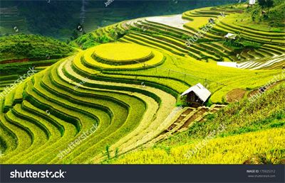 Ruộng bậc thang Tây Bắc MRBT-026