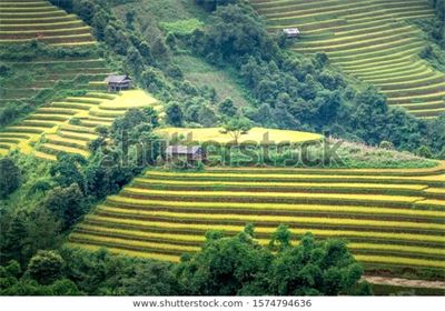 Ruộng bậc thang Tây Bắc MRBT-008