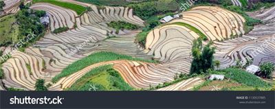 Ruộng bậc thang Tây Bắc MRBT-025