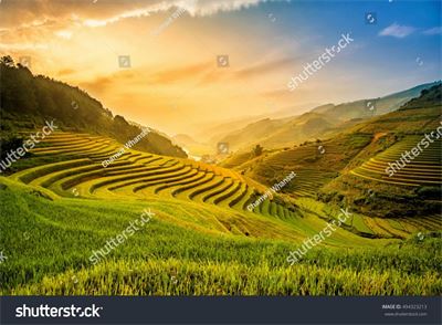 Ruộng bậc thang Tây Bắc MRBT-002