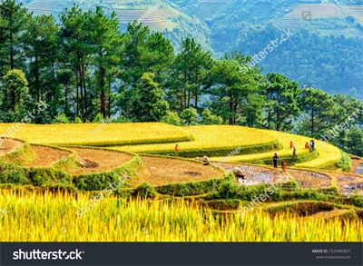 Ruộng bậc thang Tây Bắc MRBT-020