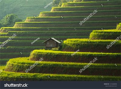 Ruộng bậc thang Tây Bắc MRBT-014