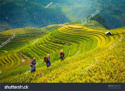 Ruộng bậc thang Tây Bắc MRBT-036