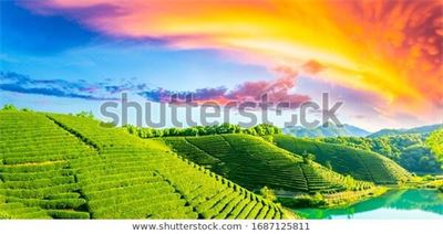 Ruộng bậc thang Tây Bắc MRBT-001