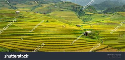 Ruộng bậc thang Tây Bắc MRBT-012