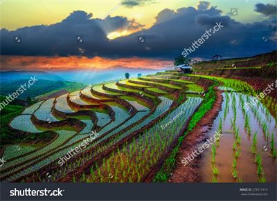 Ruộng bậc thang Tây Bắc MRBT-029