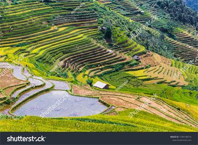 Ruộng bậc thang Tây Bắc MRBT-016