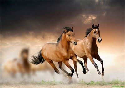 Tranh ngựa - bát mã - Mã đáo MBM2-008