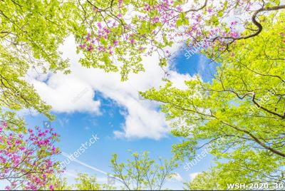 Dán trần hình hoa lá WSH-2020_30