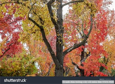 Tranh dán tường cây cối mùa thu T321-060