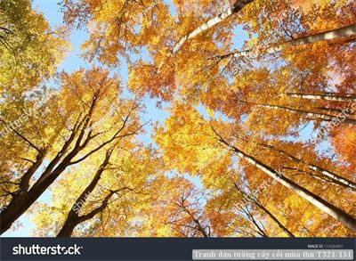 Tranh dán tường cây cối mùa thu T321-131