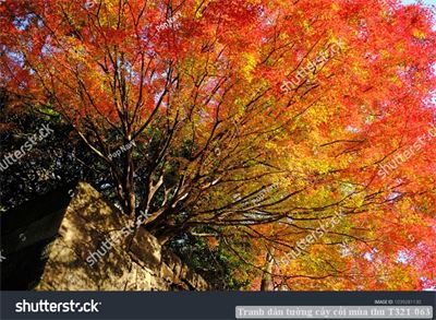 Tranh dán tường cây cối mùa thu T321-063
