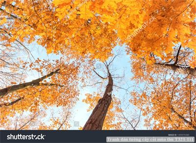 Tranh dán tường cây cối mùa thu T321-111