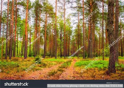 Tranh dán tường phong cảnh con đường mùa thu T321-346