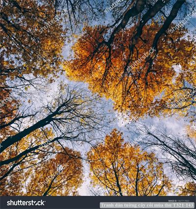 Tranh dán tường cây cối mùa thu T321-143