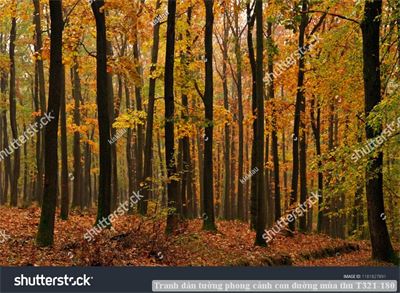 Tranh dán tường phong cảnh con đường mùa thu T321-180