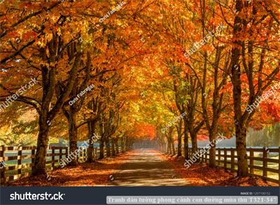 Tranh dán tường phong cảnh con đường mùa thu T321-347