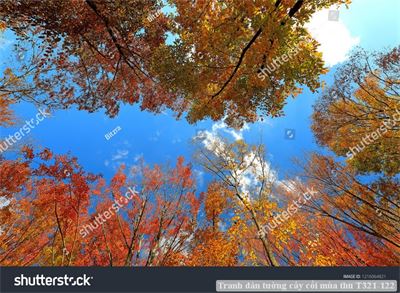 Tranh dán tường phong cảnh hồ thác, cây cối T321-569