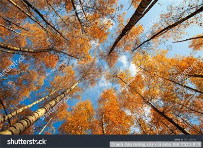 Tranh dán tường cây cối mùa thu T321-079