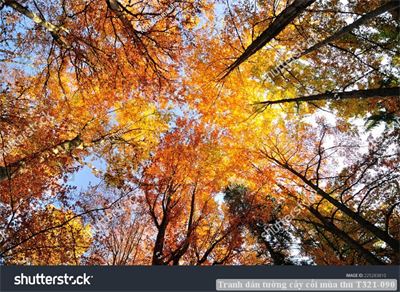 Tranh dán tường cây cối mùa thu T321-090