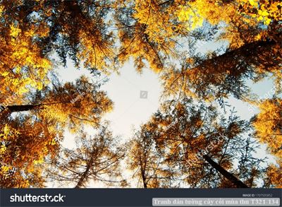 Tranh dán tường cây cối mùa thu T321-134