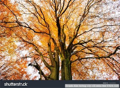 Tranh dán tường cây cối mùa thu T321-118