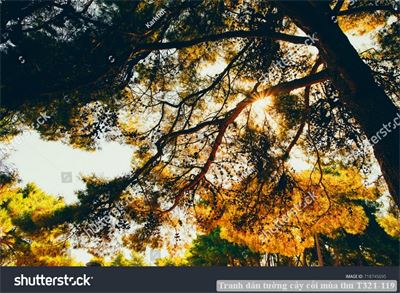 Tranh dán tường cây cối mùa thu T321-119