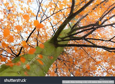 Tranh dán tường cây cối mùa thu T321-093