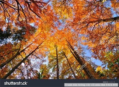 Tranh dán tường phong cảnh hồ thác, cây cối T321-470