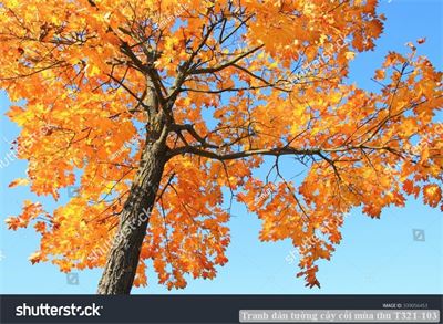 Tranh dán tường cây cối mùa thu T321-103