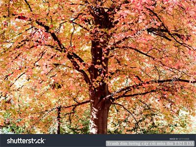 Tranh dán tường cây cối mùa thu T321-133