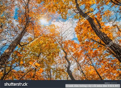 Tranh dán tường cây cối mùa thu T321-057