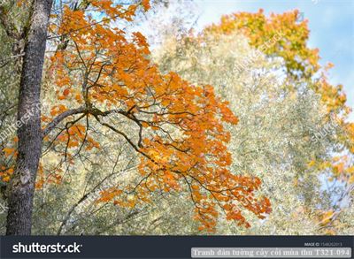 Tranh dán tường cây cối mùa thu T321-094