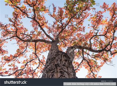 Tranh dán tường cây cối mùa thu T321-113