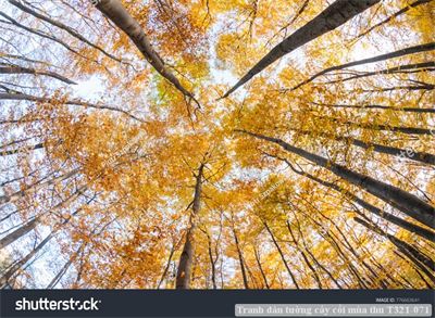 Tranh dán tường cây cối mùa thu T321-071