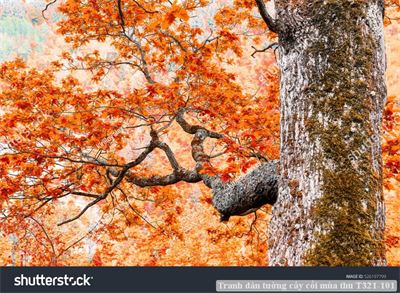 Tranh dán tường cây cối mùa thu T321-101