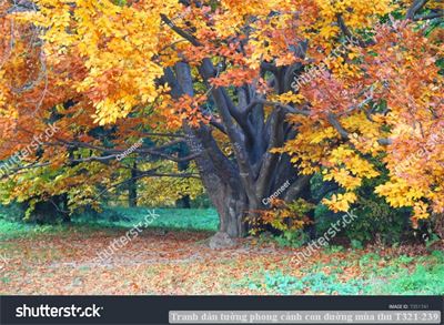 Tranh dán tường phong cảnh con đường mùa thu T321-239