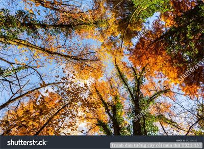 Tranh dán tường cây cối mùa thu T321-137