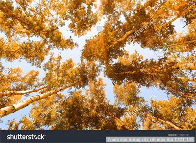 Tranh dán tường phong cảnh hồ thác, cây cối T321-533