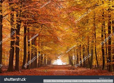 Tranh dán tường phong cảnh con đường mùa thu T321-345