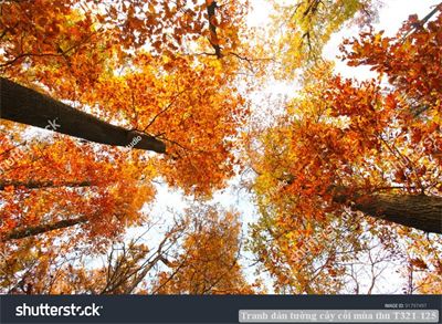 Tranh dán tường cây cối mùa thu T321-125